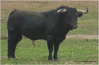 El toro bravo.jpg
